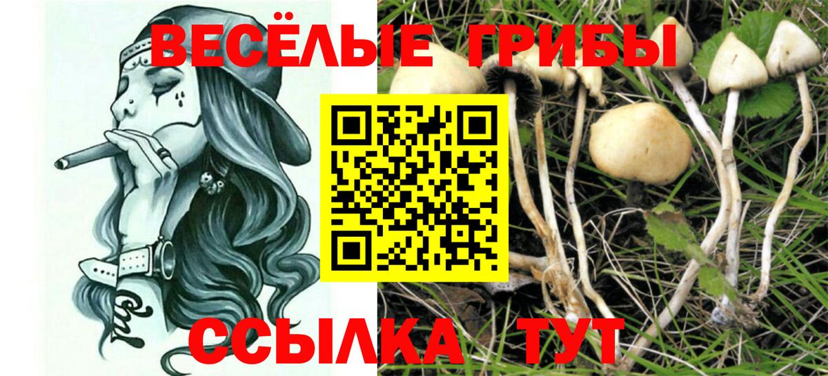 Галлюциногенные грибы Cubensis  Псилоцибиновые грибы Cubensis  Вход с VPN  Бийск 
